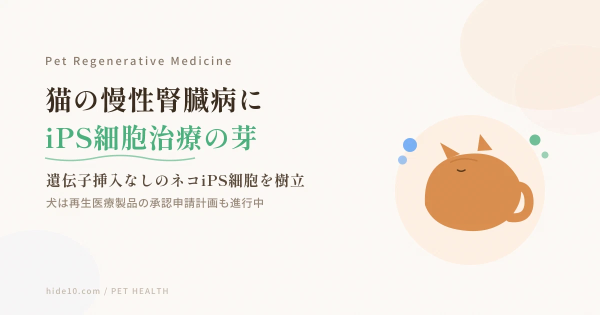 Featured image of post 猫の慢性腎臓病にiPS細胞治療の芽\u3000犬は再生医療製品の承認申請計画も