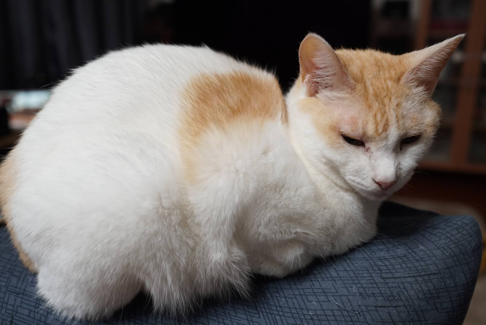 ソファーの上で丸くなるチャコ