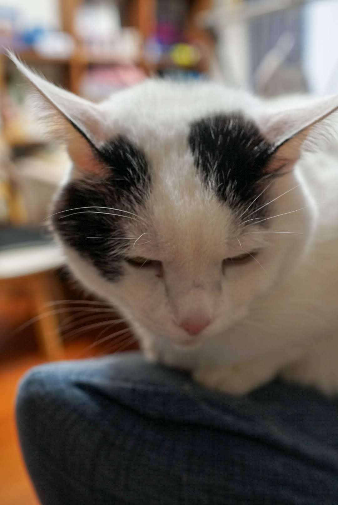 ソファーでうつむくサスケ