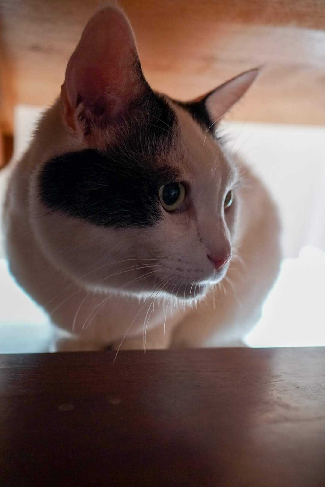 ガスストーブの前でまったりするサスケ