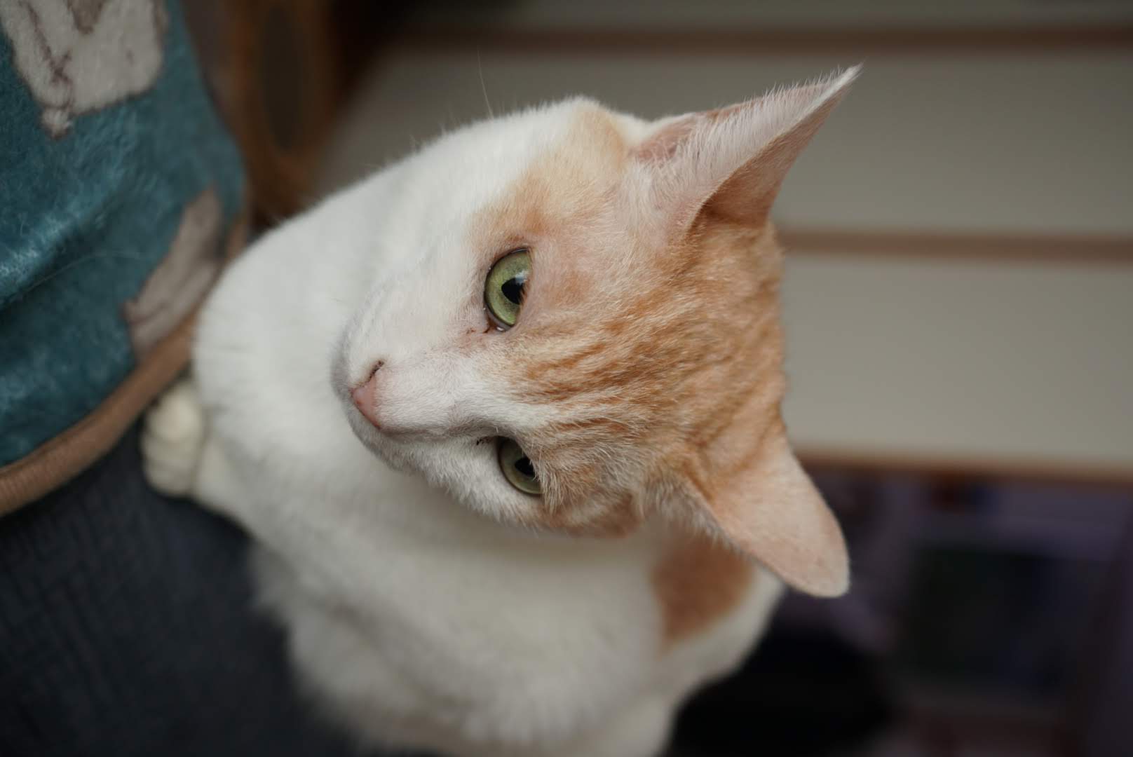 ソファーでリラックスするチャコ