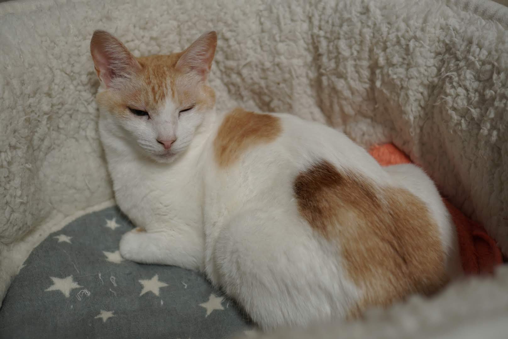 チャコが猫ベッドでリラックス