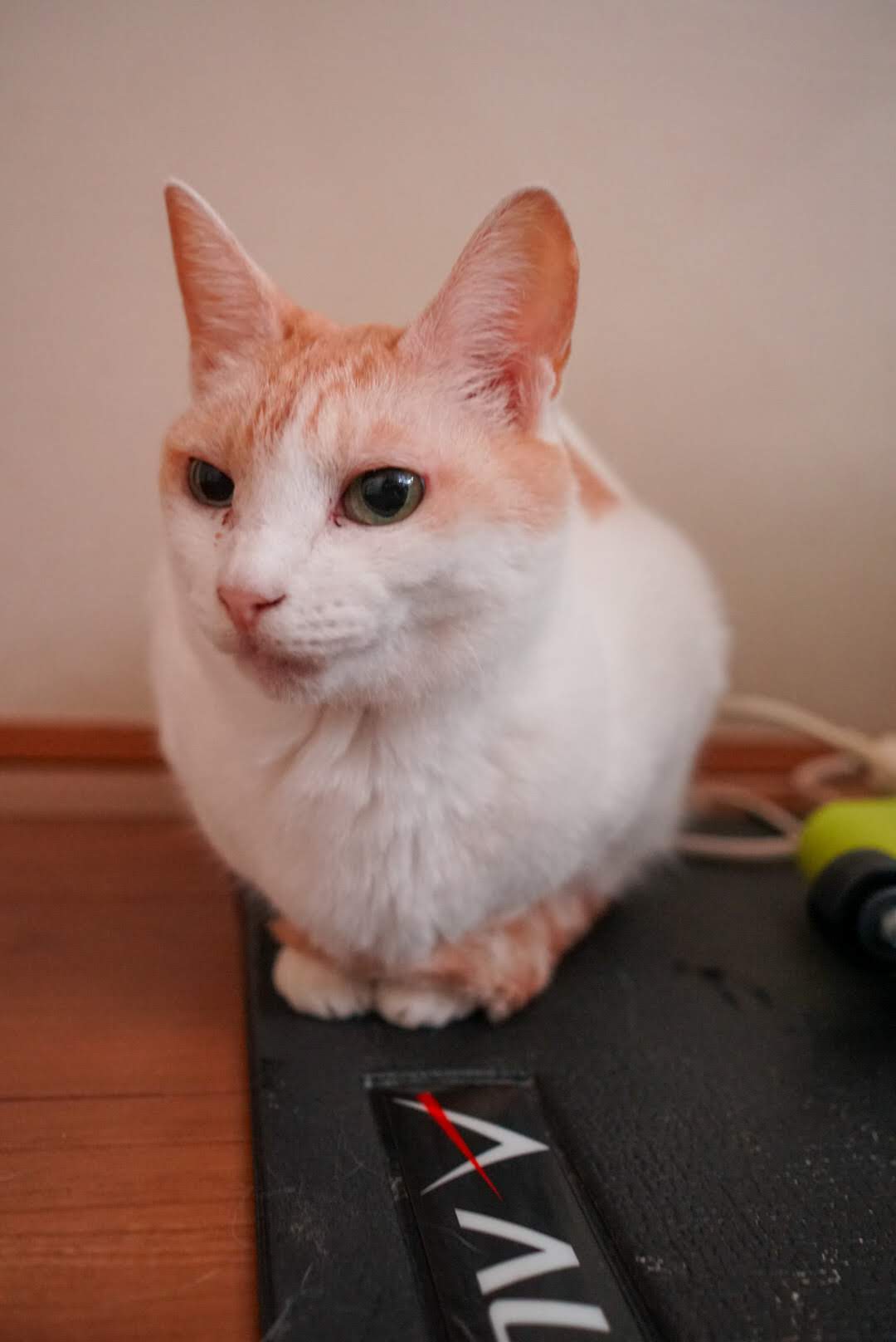 きりっとした表情で座るチャコ
