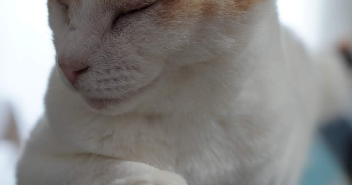 Featured image of post 【2月21日の写真日記】サスケの癒し顔とチャコのキツネ目としゃぶしゃぶ