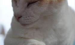 Featured image of post 【2月21日の写真日記】サスケの癒し顔とチャコのキツネ目としゃぶしゃぶ