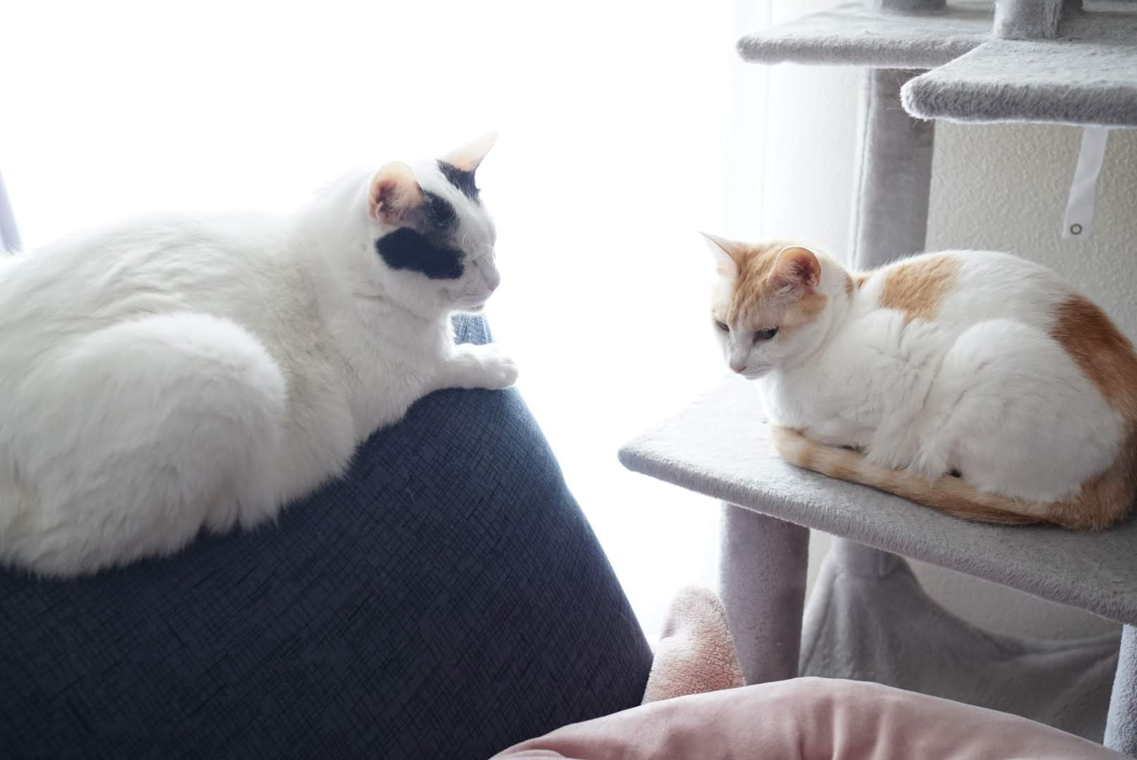 猫の日に2匹そろってくれたサスケとチャコ