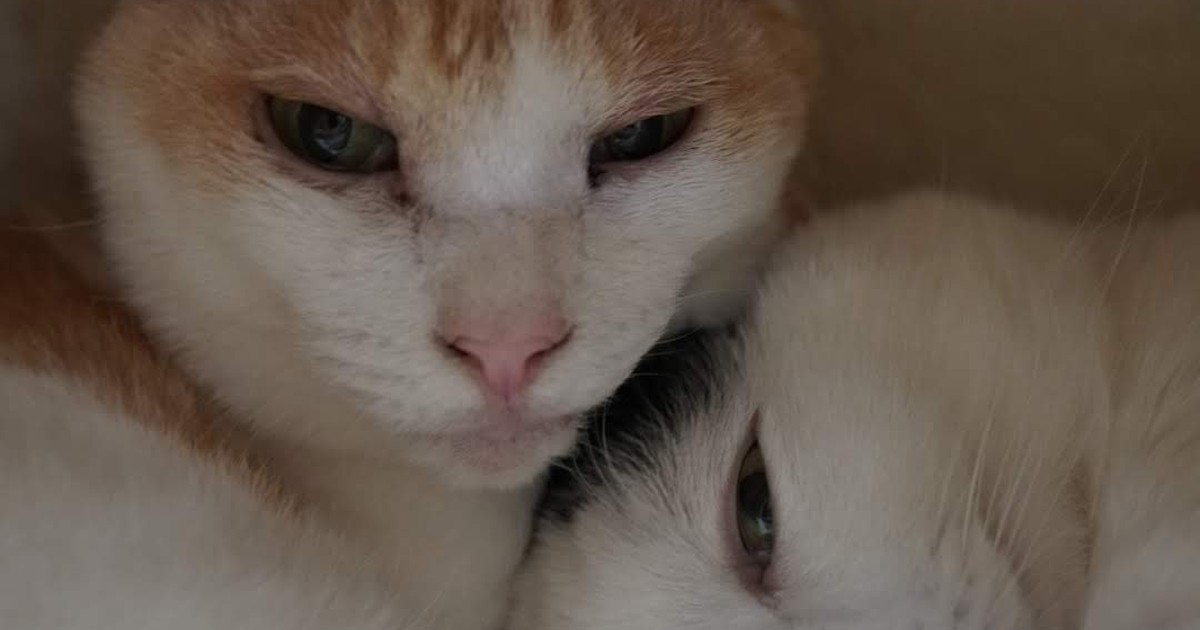 Featured image of post 【02月23日の写真日記】猫団子とDuolingo700日とバック・イン・ブラック