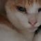 【02月23日の写真日記】猫団子とDuolingo700日とバック・イン・ブラック