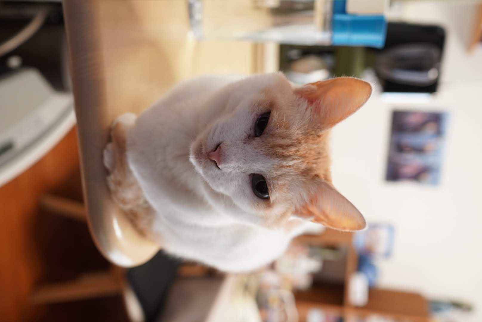 キッチンカウンターでくつろぐチャコちゃん