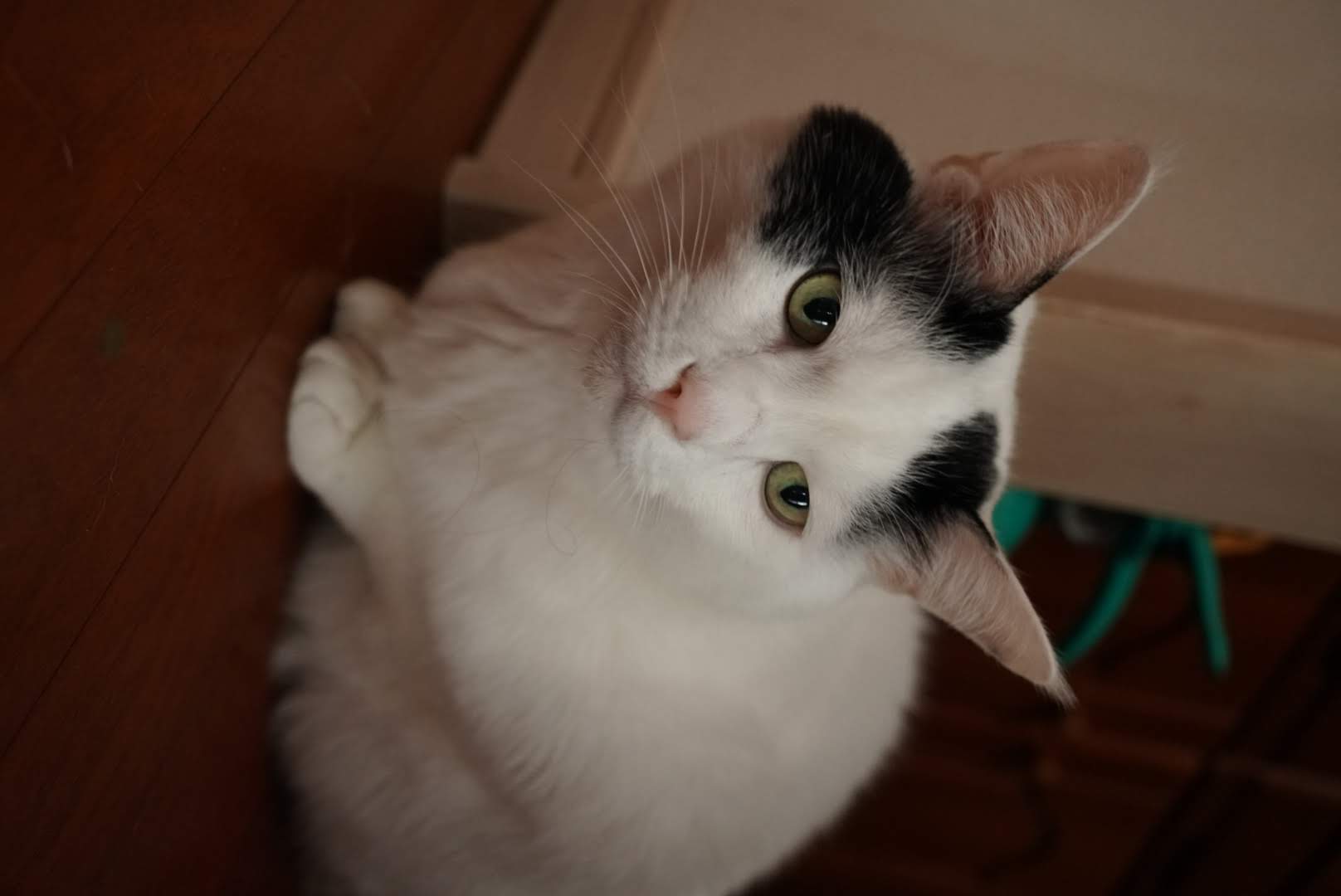 凛々しい眼差しのサスケくん