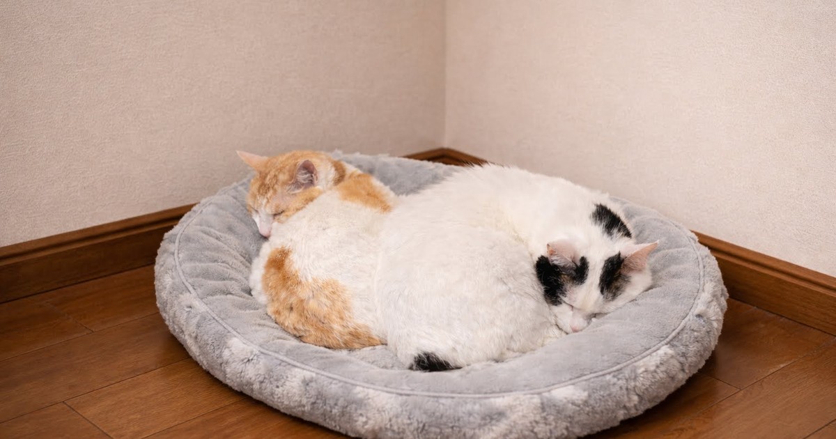 Featured image of post 【02月28日の写真日記】野菜ジュースとバーガーキングとAI猫