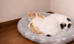 Featured image of post 【02月28日の写真日記】野菜ジュースとバーガーキングとAI猫