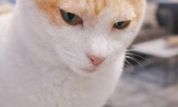 Featured image of post 【03月01日の写真日記】AI猫と町田駅とモンスター・ペアレント