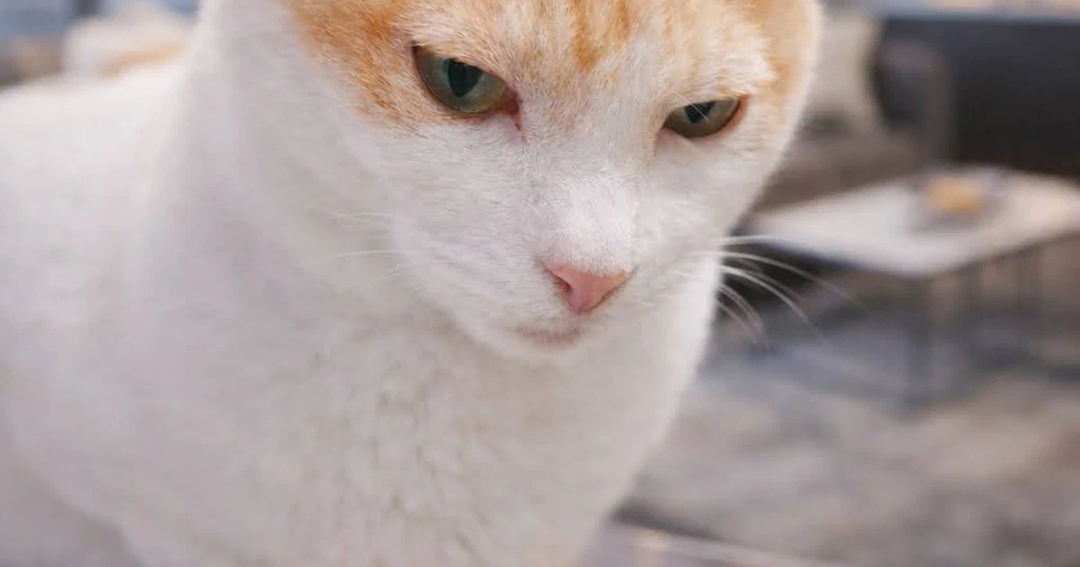 Featured image of post 【03月01日の写真日記】AI猫と町田駅とモンスター・ペアレント