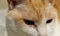 Featured image of post 【03月02日の写真日記】チャコのまったりとサスケのがっつき