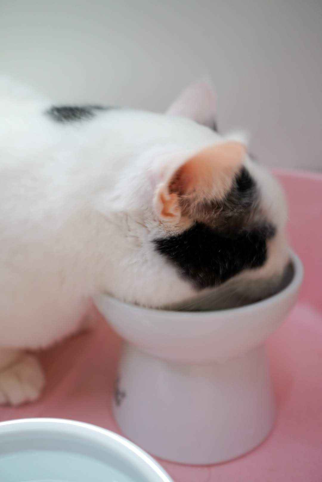猫餌にがっつくサスケ