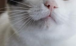 Featured image of post 【03月05日の写真日記】キリッ顔サスケと、目やに除去チャコの違和感