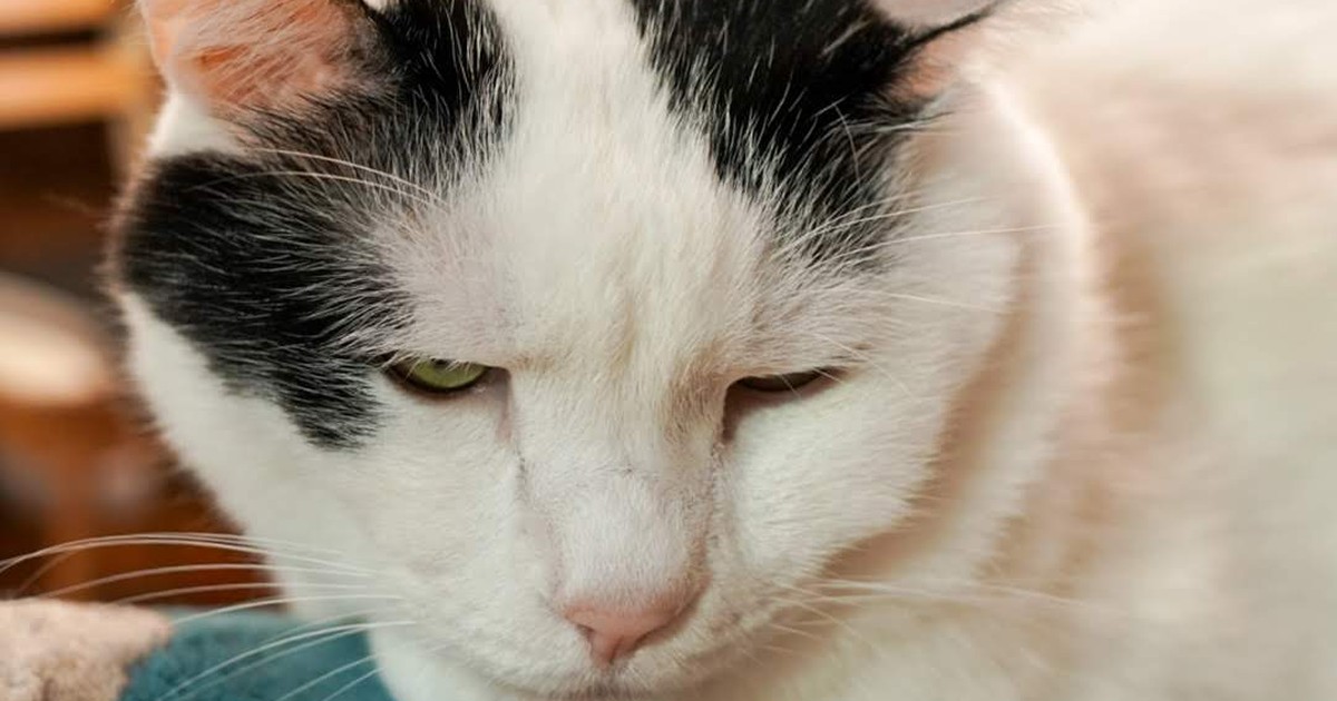 Featured image of post 【03月17日の写真日記】しぶい猫たちとカレーとChrome拡張開発