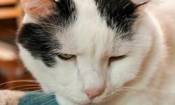 Featured image of post 【03月17日の写真日記】しぶい猫たちとカレーとChrome拡張開発