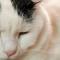 【03月17日の写真日記】しぶい猫たちとカレーとChrome拡張開発