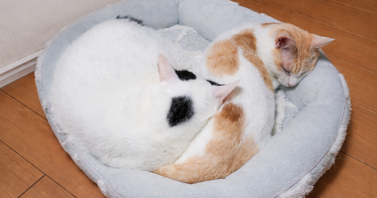 Featured image of post 【3月26日の写真日記】お尻を枕にして眠るサスケとごきげんなチャコ