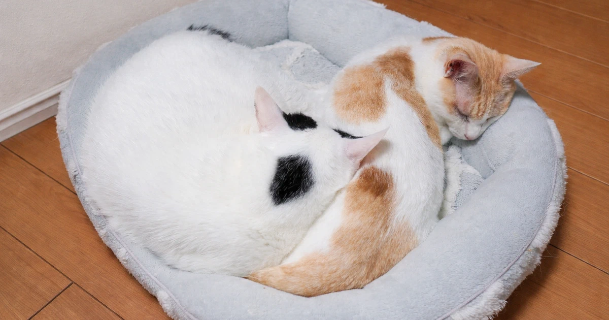 Featured image of post 【3月26日の写真日記】お尻を枕にして眠るサスケとごきげんなチャコ