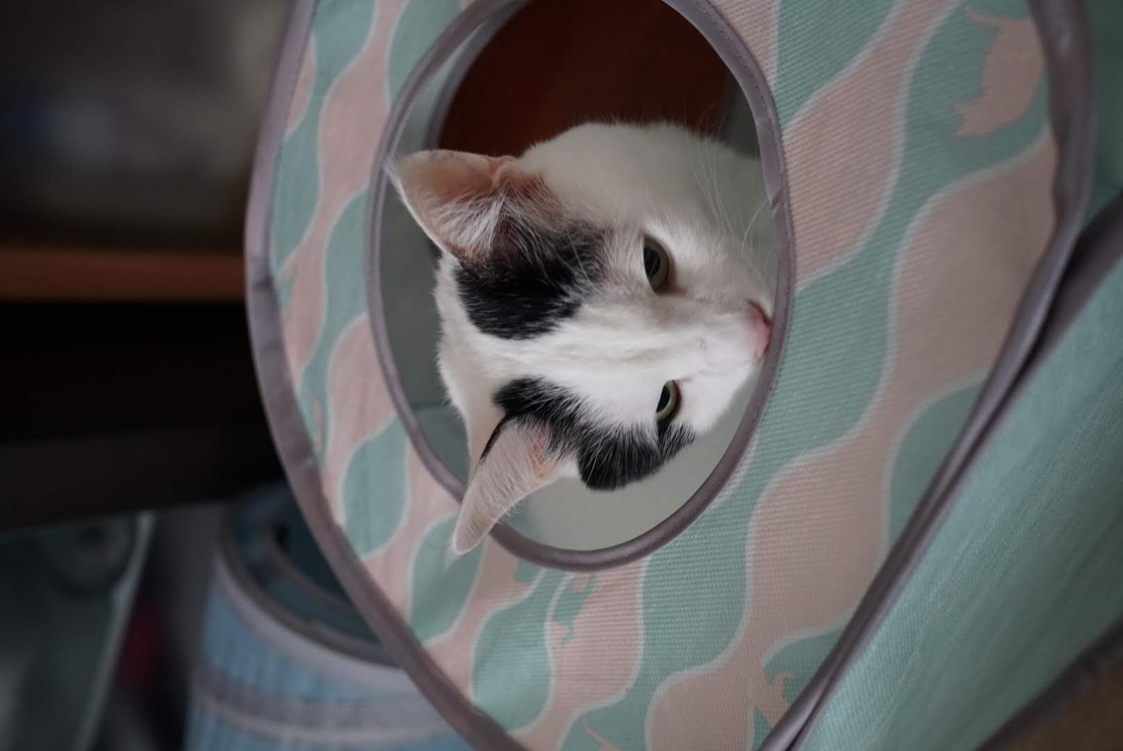 キャットキューブから顔を出して周囲を伺うサスケ