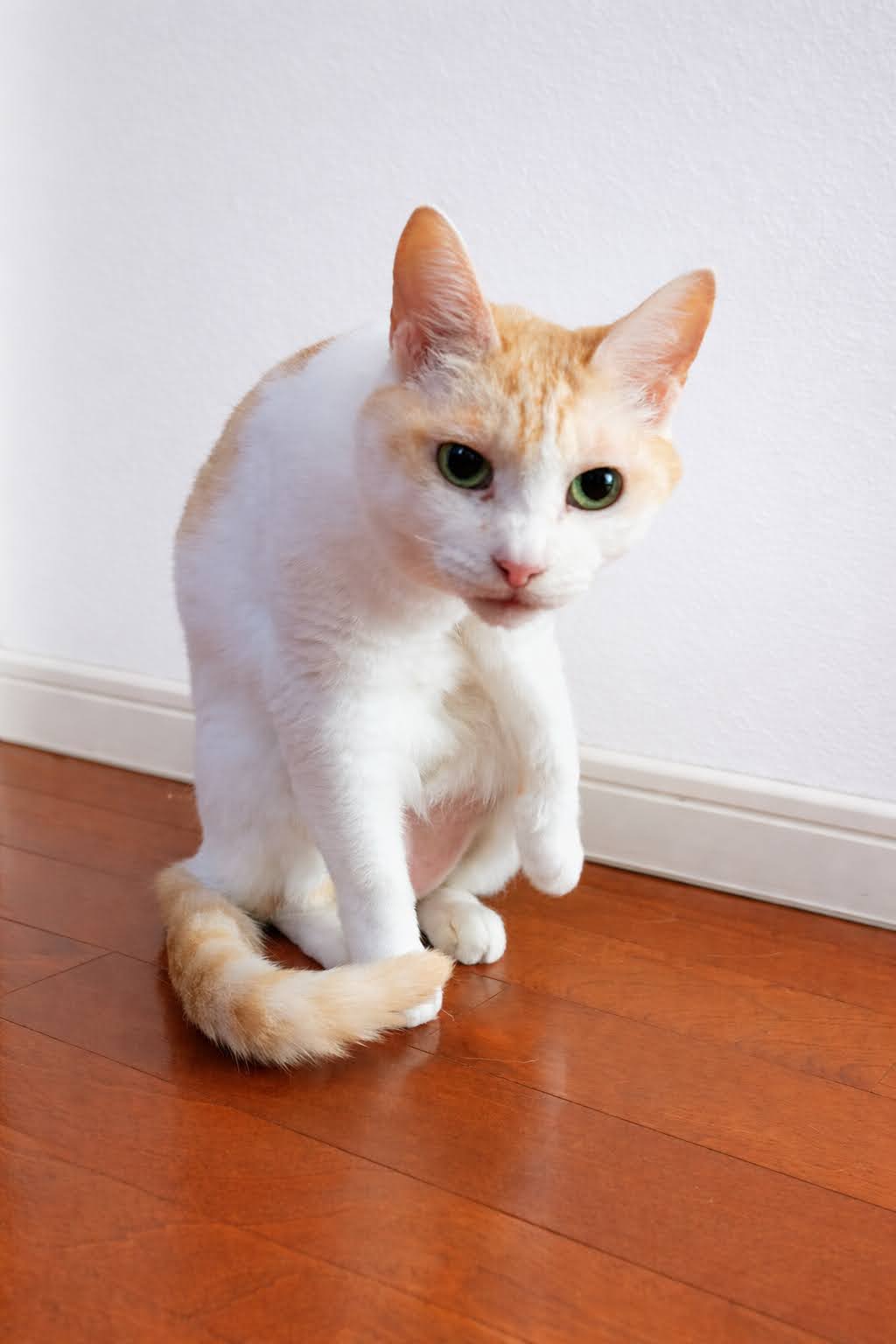 毛づくろい中のチャコ