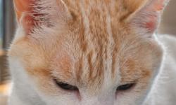Featured image of post 【4月13日の写真日記】ソファーの定位置とDuolingoの小さな積み上げ