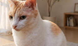 Featured image of post 【4月17日の写真日記】チャコの爪とぎトラップとサスケのまったりタイムと余り物ごちそう