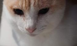 Featured image of post 【4月30日の写真日記】ちょこんと佇むチャコと2日目のタケノコ鶏そぼろ