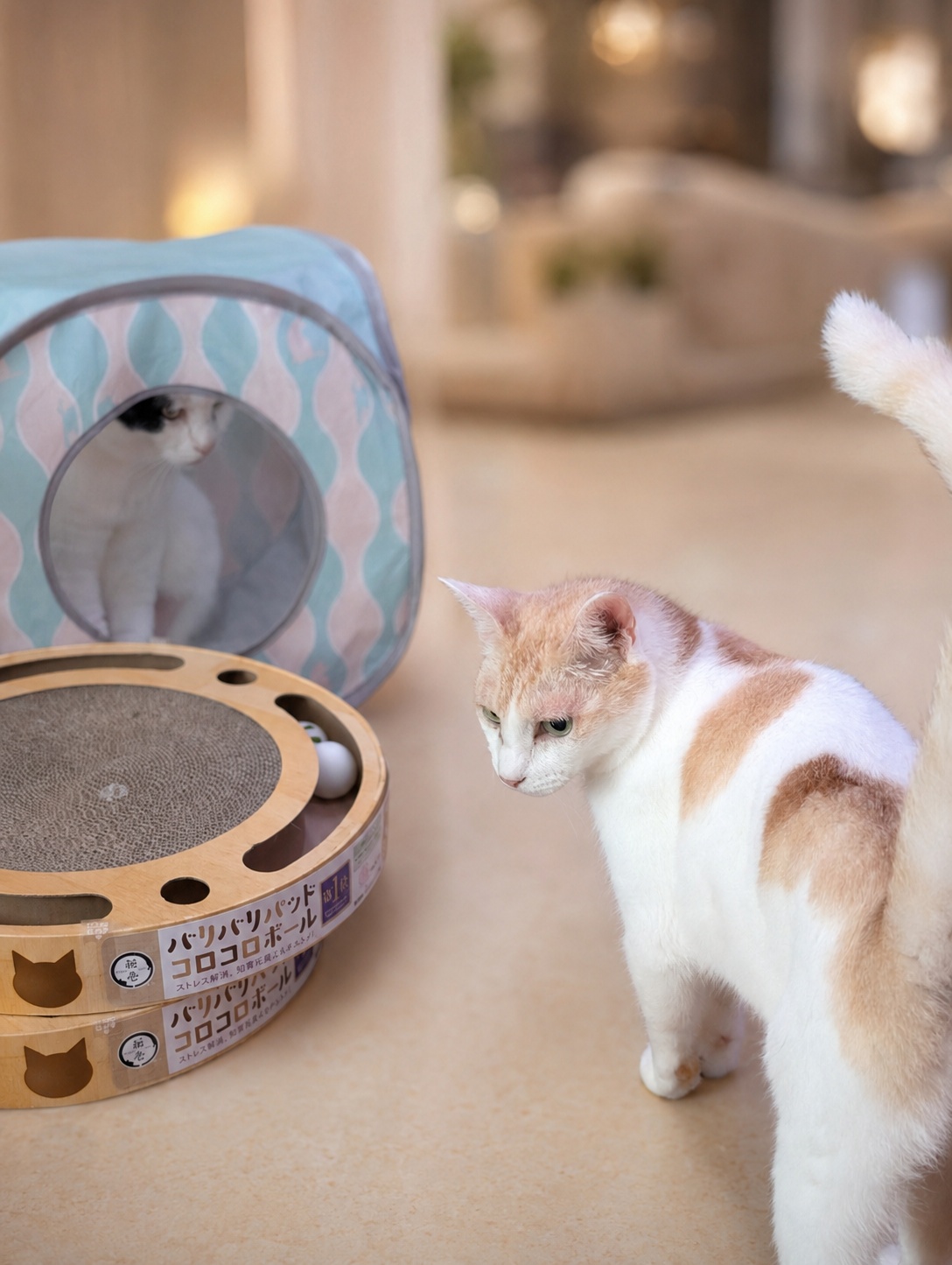 猫グッズの周りに集まるサスケとチャコ