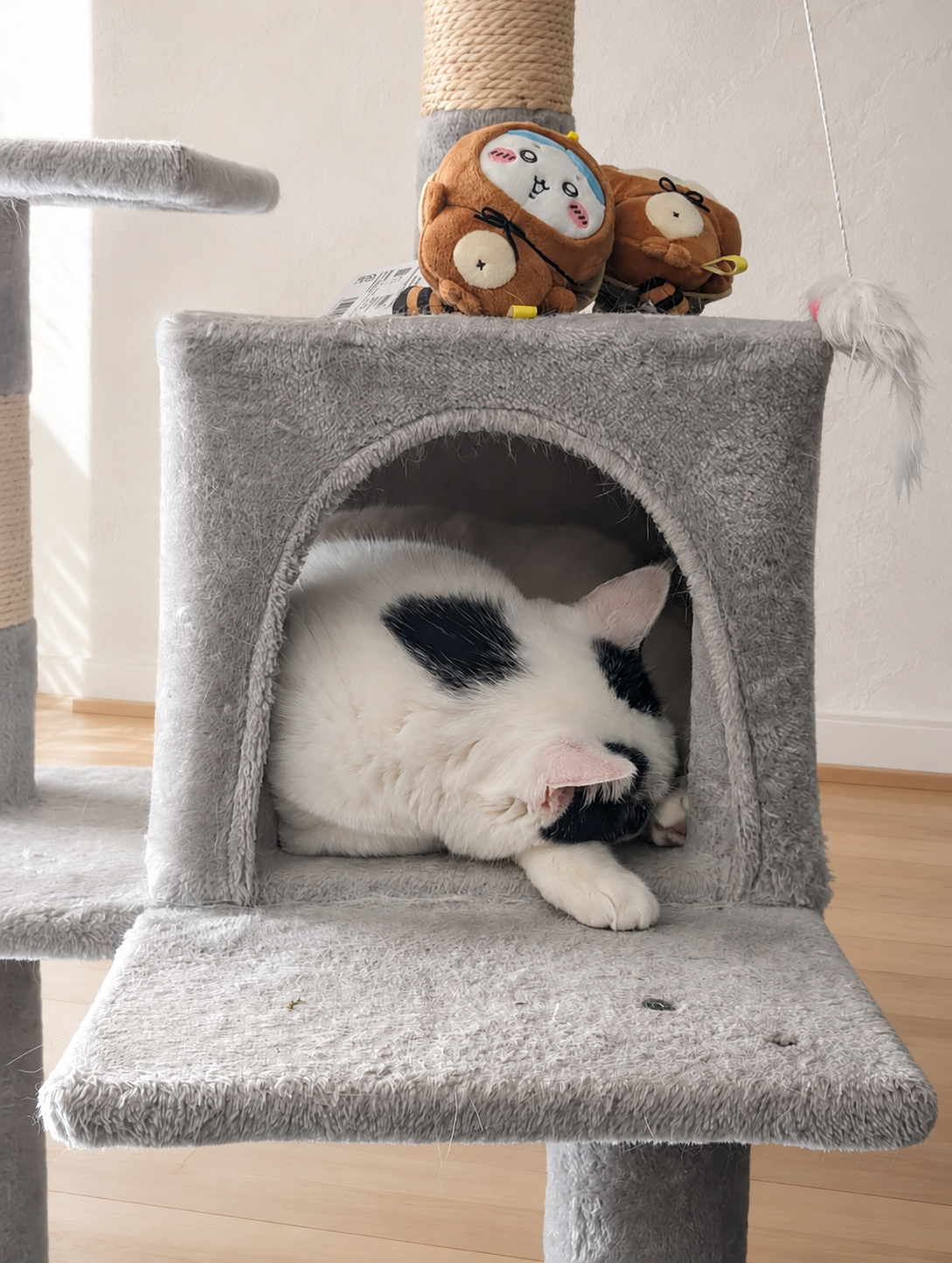 キャットタワーのハウスで顔を横に倒して寝ている白黒猫のサスケ