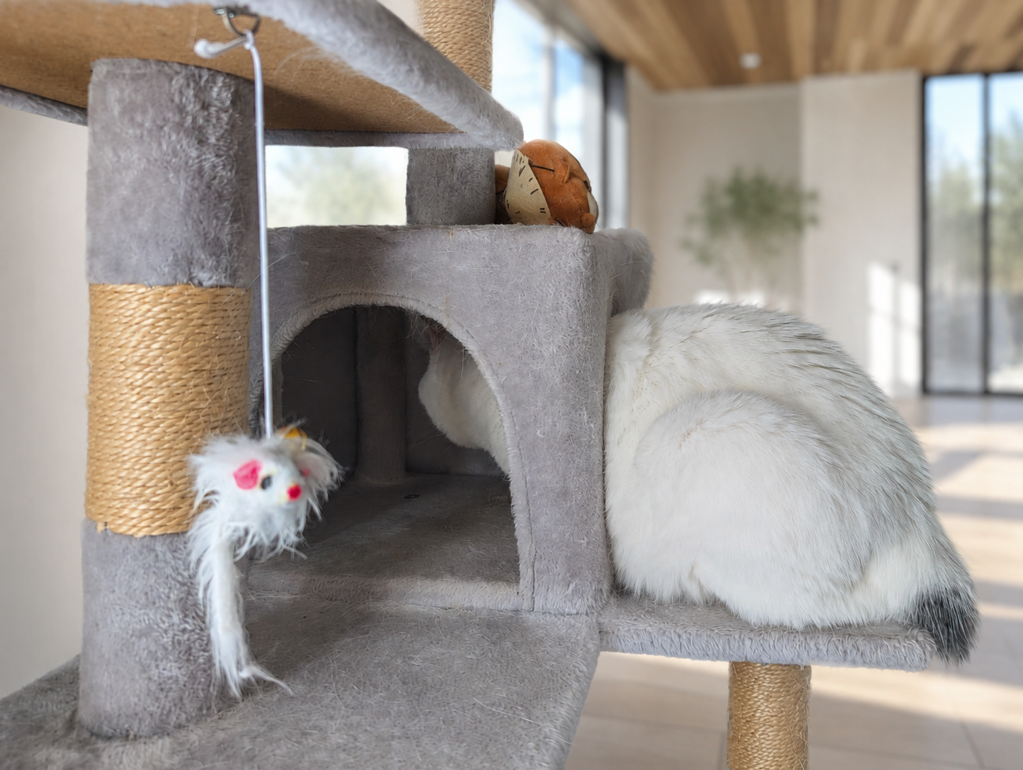 キャットタワーの棚で背中を丸めて丸まる白猫のサスケ