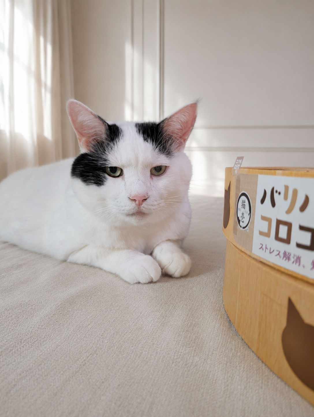 猫壱のバリバリパッド コロコロボールの前でくつろぐサスケ