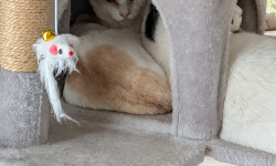 Featured image of post 【7月30日の写真日記】眠そうなサスケとキャットタワーのチャコ