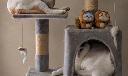 Featured image of post 【08月03日の写真日記】キャットタワーの定位置、錦糸卵大盛りの冷やし中華、議決権行使のQUOカード