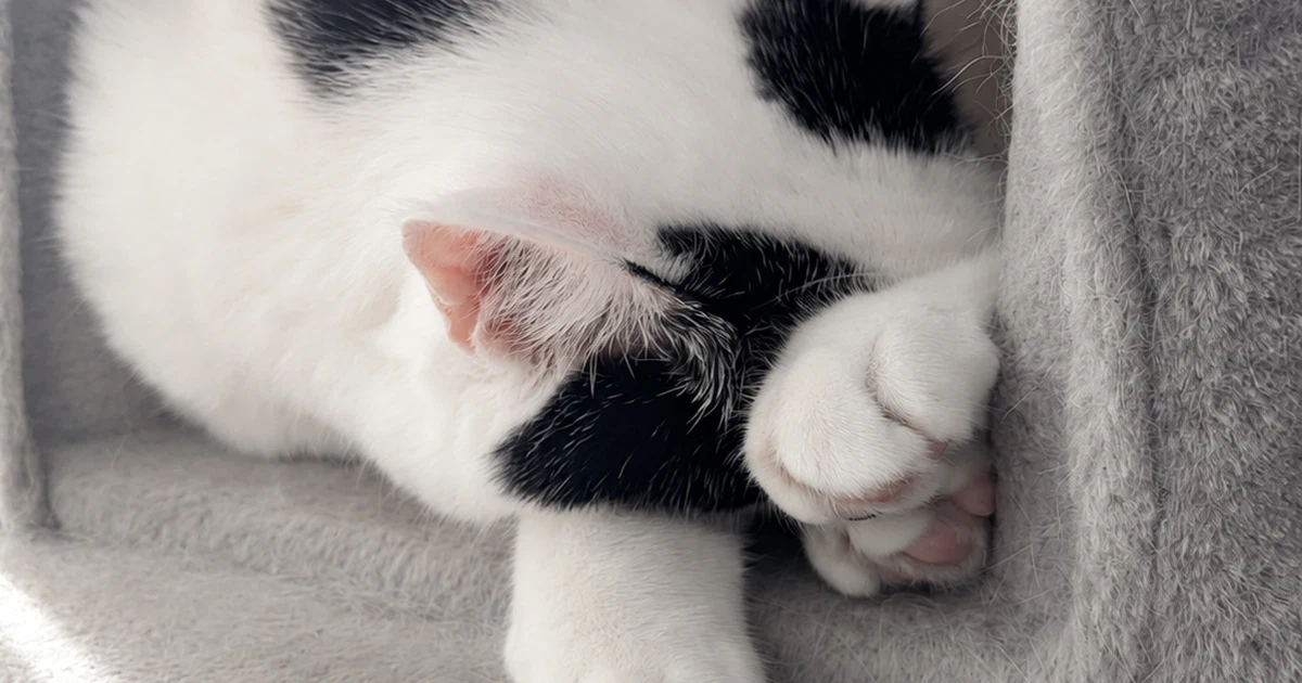 Featured image of post 【08月07日の写真日記】キャットタワーのサスケとチャコ、多摩境の魚べいでわさびいなり
