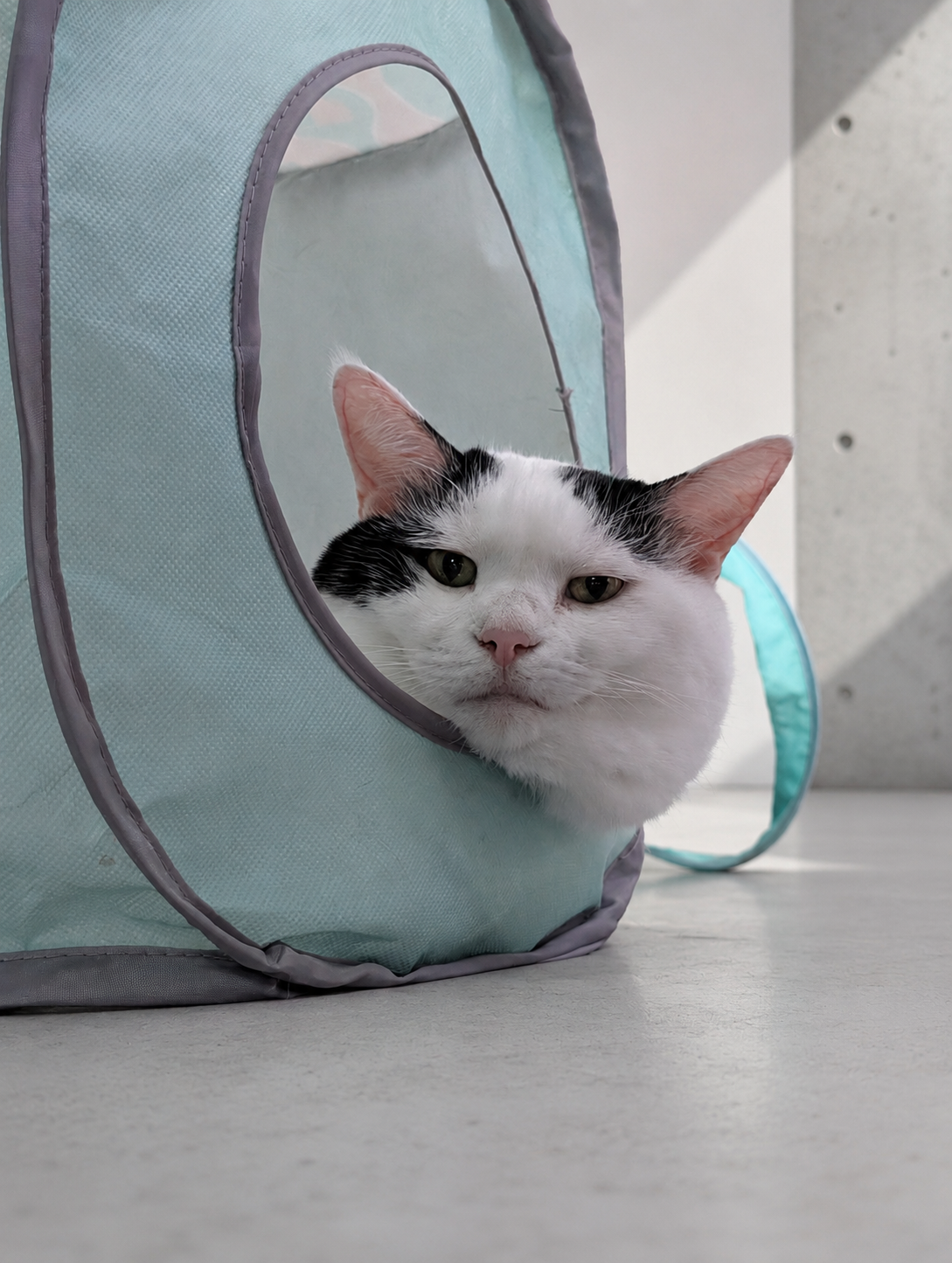 水色のキャットボックスの入り口から顔だけ出している白黒のサスケ