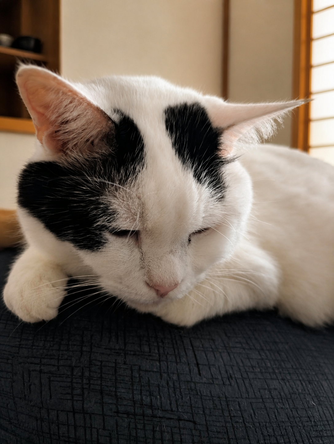 いつものソファで丸くなって眠る白黒のサスケ