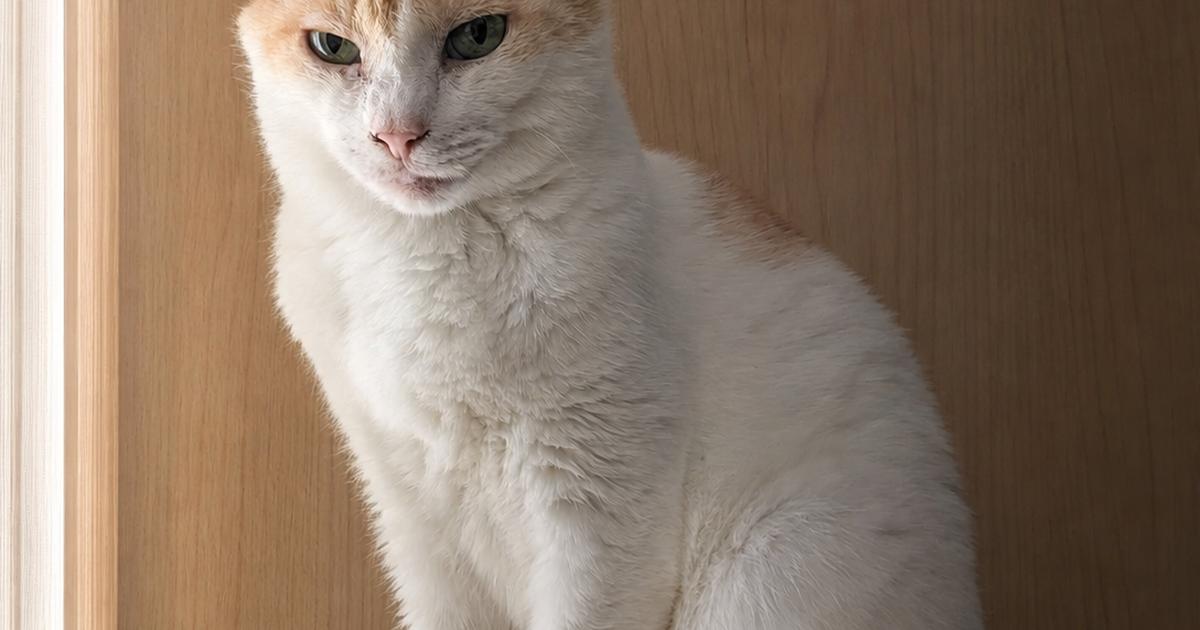 Featured image of post 【8月14日の写真日記】キャットタワーの二匹、松屋のおろし牛めし、寿命っぽいドライブ