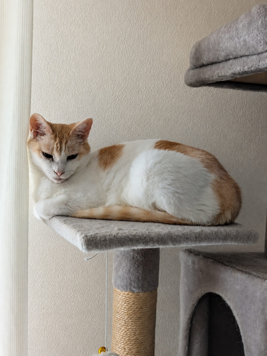 キャットタワーの棚に前足を少し出して横になっているクリーム茶と白のチャコ