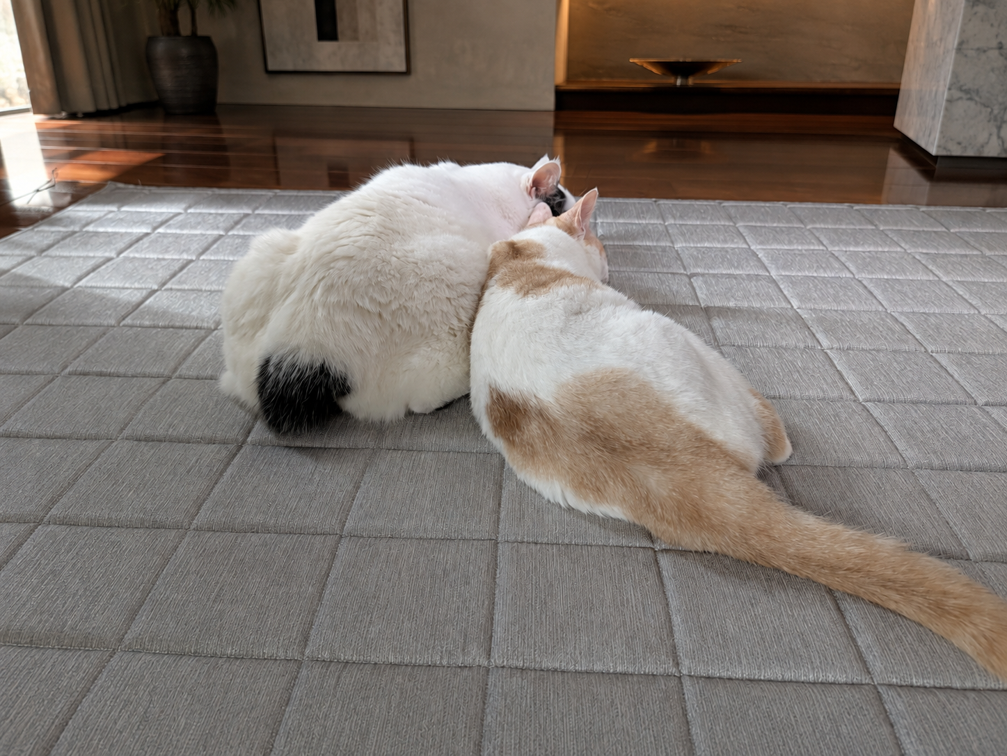 ラグの上で頭をくっつけて眠るサスケとチャコ。サスケの黒い尻尾がチャコ側に流れている