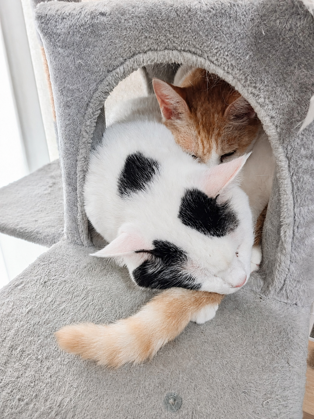キャットタワーのドームで重なって眠る、白に黒斑のサスケとクリーム茶のチャコ