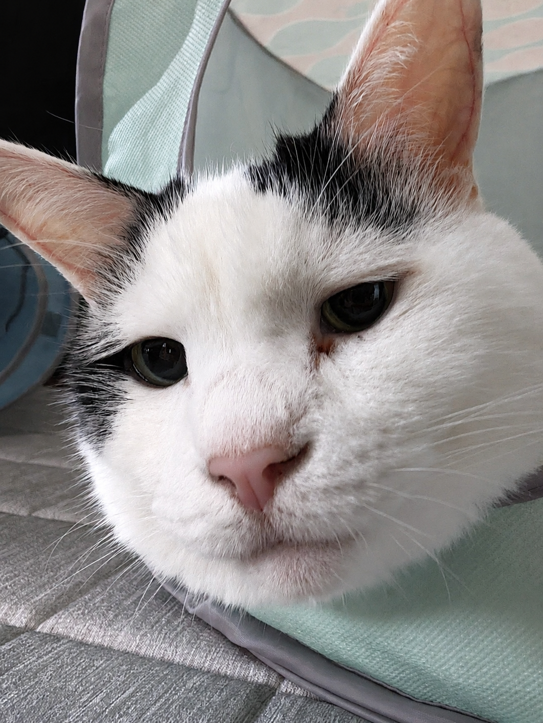 キャットボックスから顔を出すサスケ