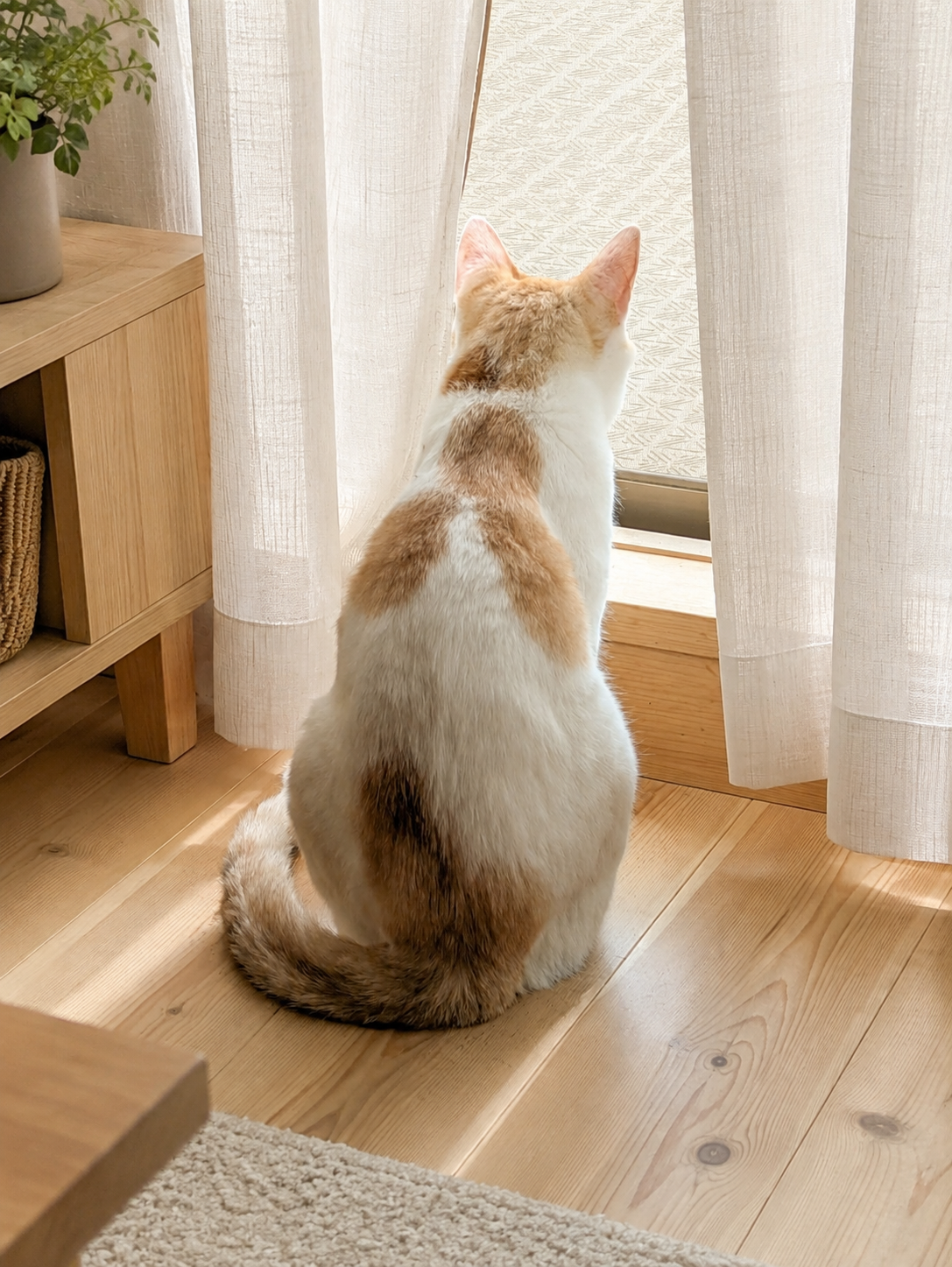 カーテンの隙間から外をうかがうチャコ