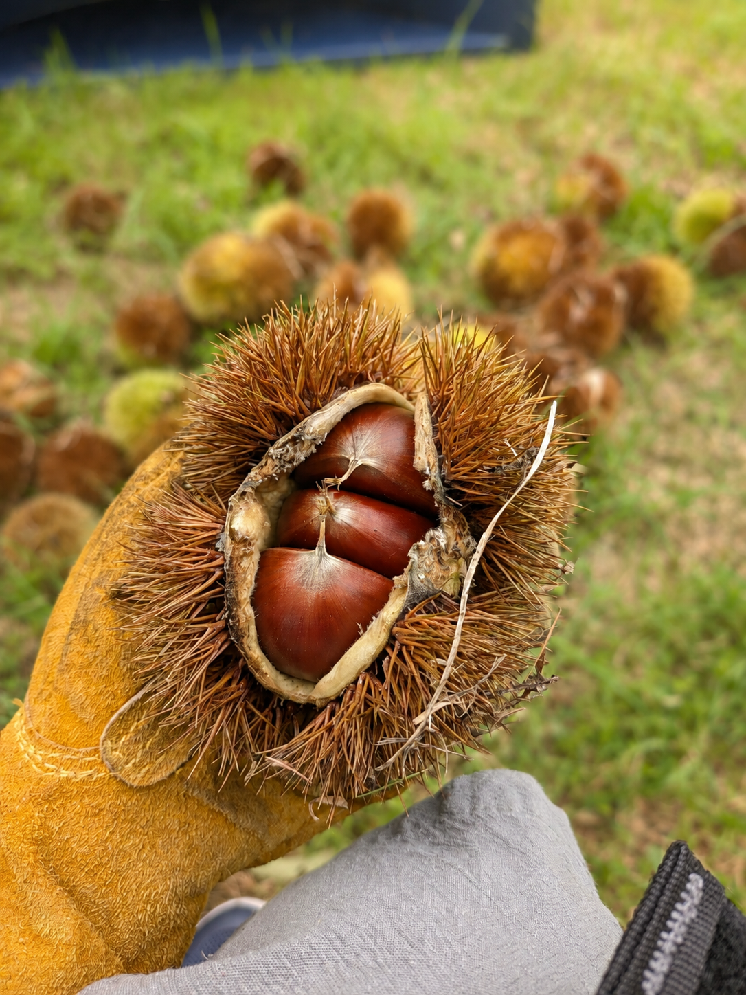 軍手の手に載せたイガ付きの栗と、芝生に散らばるイガグリ