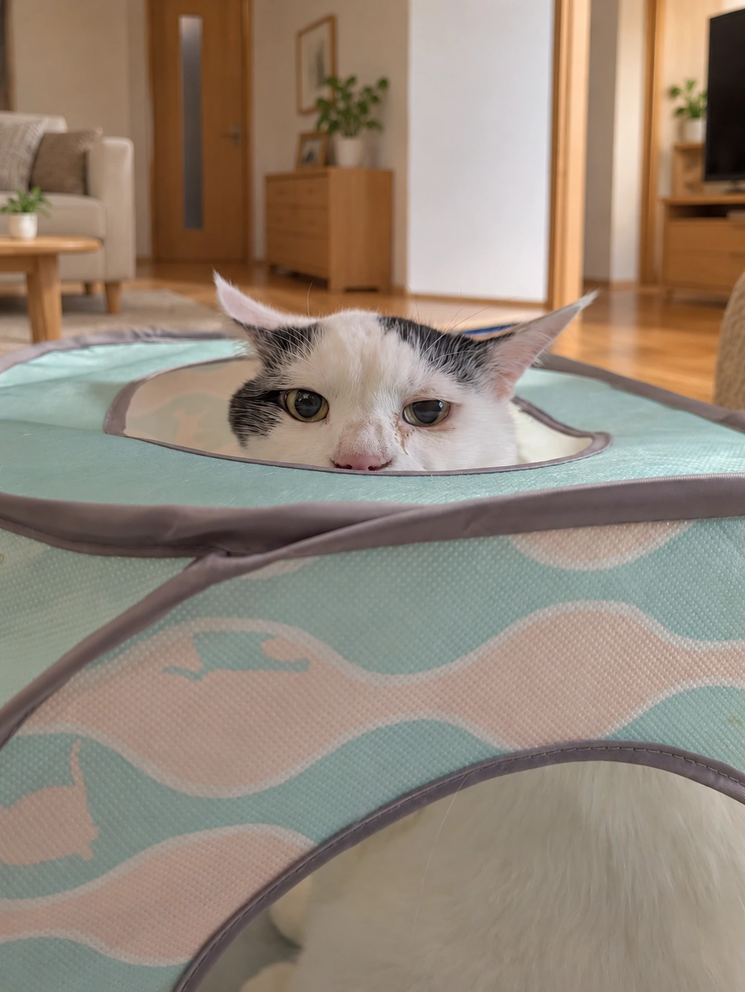 æ°Žè²ãšãã³ã¯ã®æ³¢æš¡æ§ã®ãã£ããããŠã¹ã®ç©Žããé¡ã ãåºããŠãããµã¹ã±