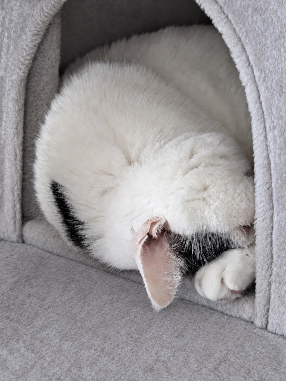 キャットタワーの小部屋で顔を伏せて丸くなるサスケ