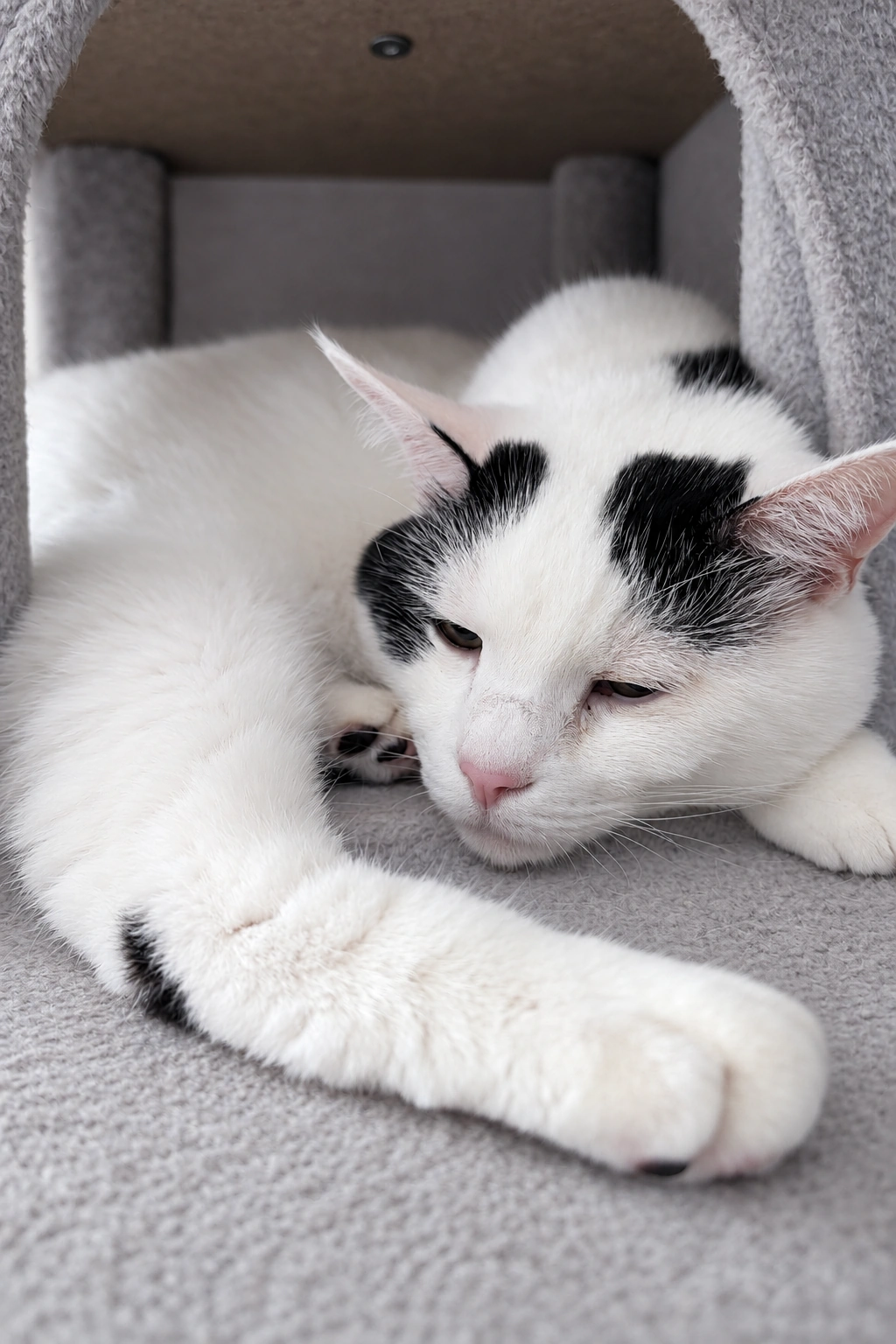 キャットタワーの箱の中で足を伸ばして寝そべる白黒のサスケ